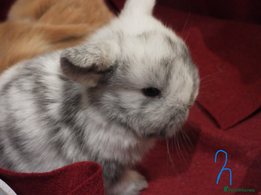 Mini Lop rabbits for sale: Adorable Purebred Mini Lop Babies - Image 8