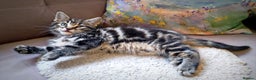 Mixed Breed cats for sale: 🐾 Affectionate Maine Coon Mix Kittens for Sale 🐾 - Advert 7
