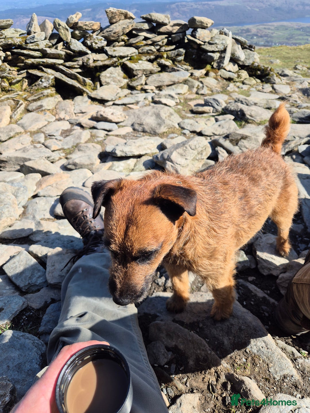 Patterdale Terrier dogs for sale: Patterdale x lakeland pups  - Image 21