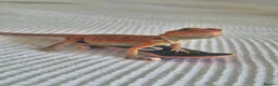 Bearded Dragon reptiles for sale: Bearded Dragon and Set Up in Bishop's Stortford - Advert 7