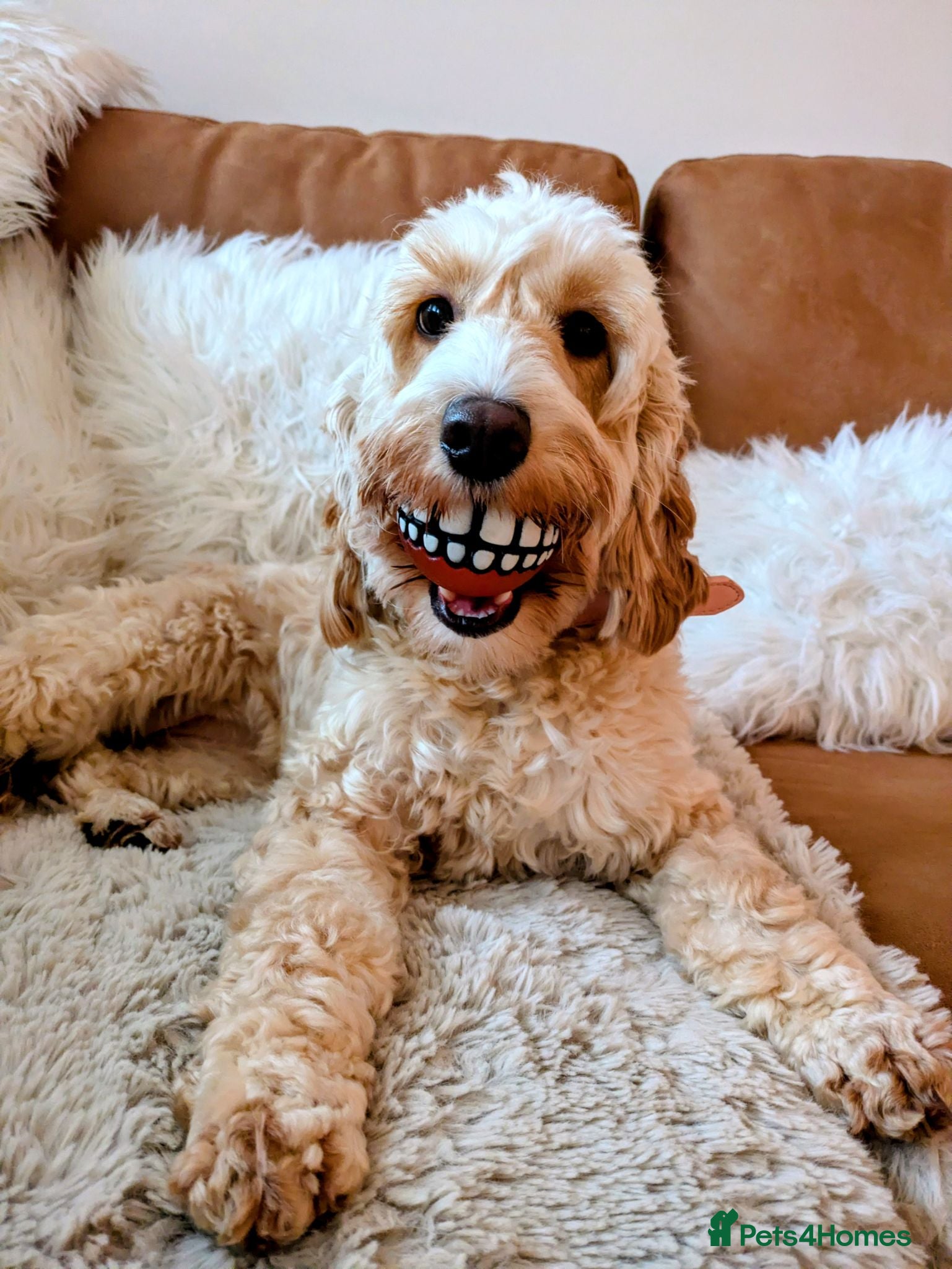 Cockapoo dogs F1B fully DNA checked Cockerpoo puppies .  - Advert 18