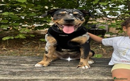 Mixed Breed dogs for sale: Bullweiler puppy  - Image 7