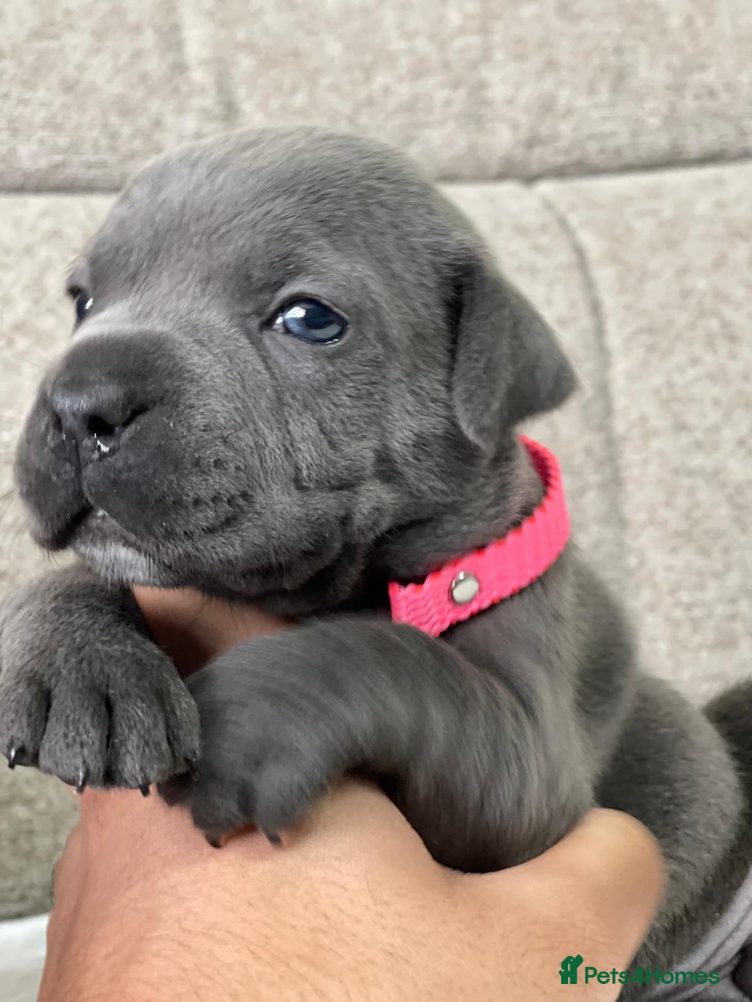 Staffordshire Bull Terrier dogs for stud: PRINCE- SOLID BLUE CHAMPION BRED in Smethwick - Advert 19