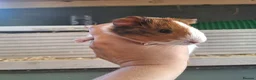 Guinea Pig rodents for sale: Baby Guinea pigs  ready now  - Advert 8