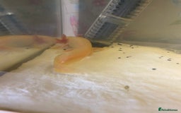 Axolotl reptiles for sale: Breeding pair of Axolotls  - Image 3