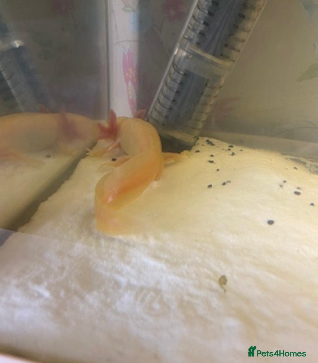 Axolotl reptiles for sale: Breeding pair of Axolotls  - Image 3