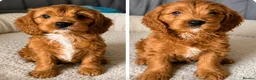 Cavapoo dogs for sale: Cavapoo’s in Walsall - Advert 3
