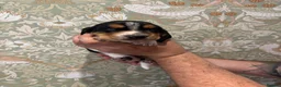 Basset Hound dogs for sale: KC bassets now ready to leave  - Advert 3