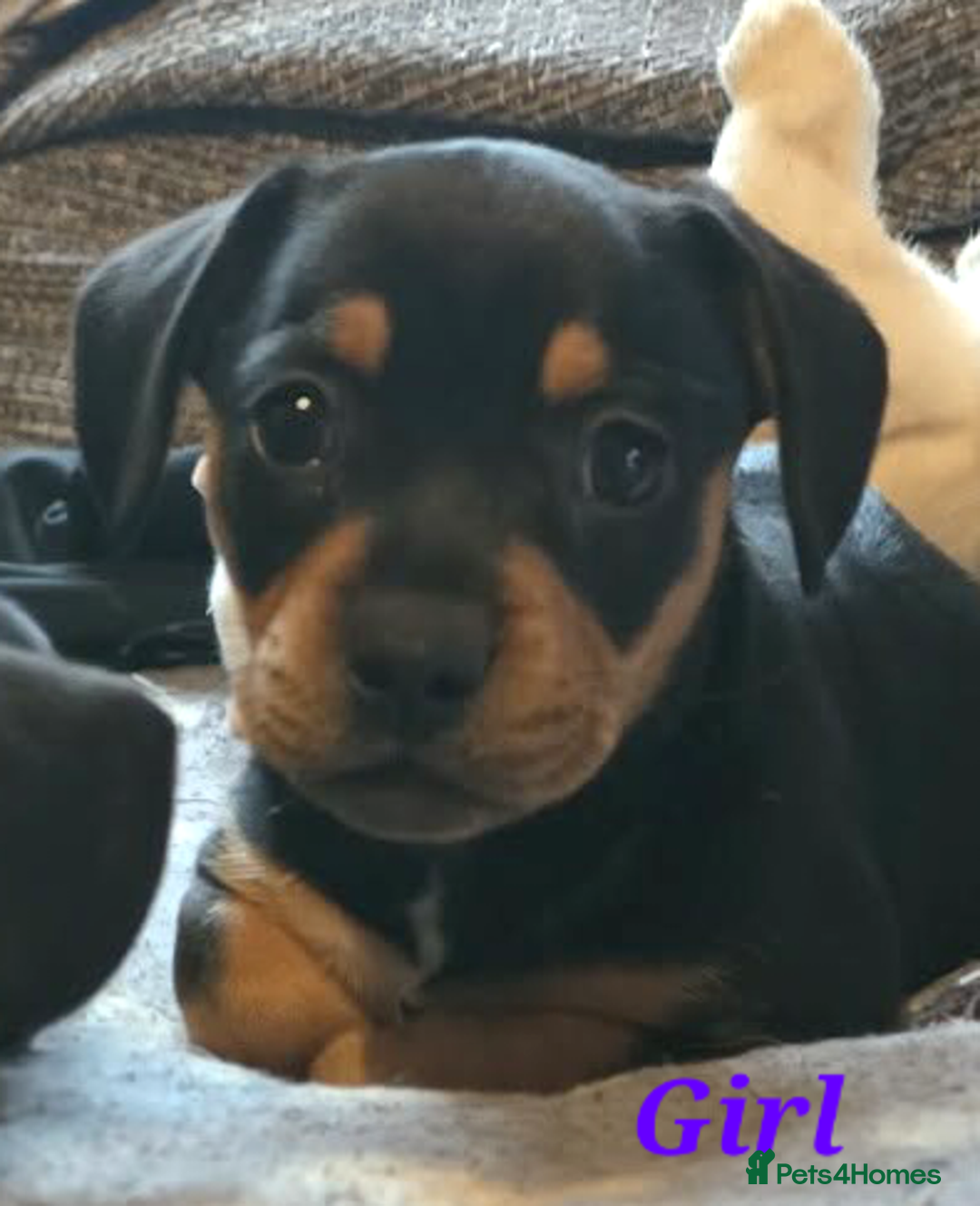 Mixed Breed dogs for sale: Frenchie x Miniature dachshund  - Advert 6