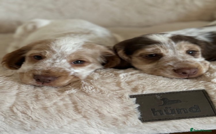 Cocker Spaniel dogs - Advert 1