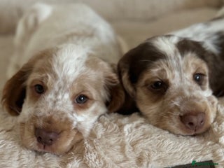 Cocker Spaniel dogs - Advert 1