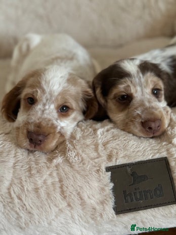 Cocker Spaniel dogs - Advert 1