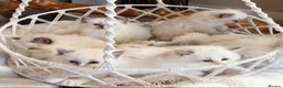 Ragdoll cats for sale: Show quality Ragdoll kittens from champion lines - Advert 1