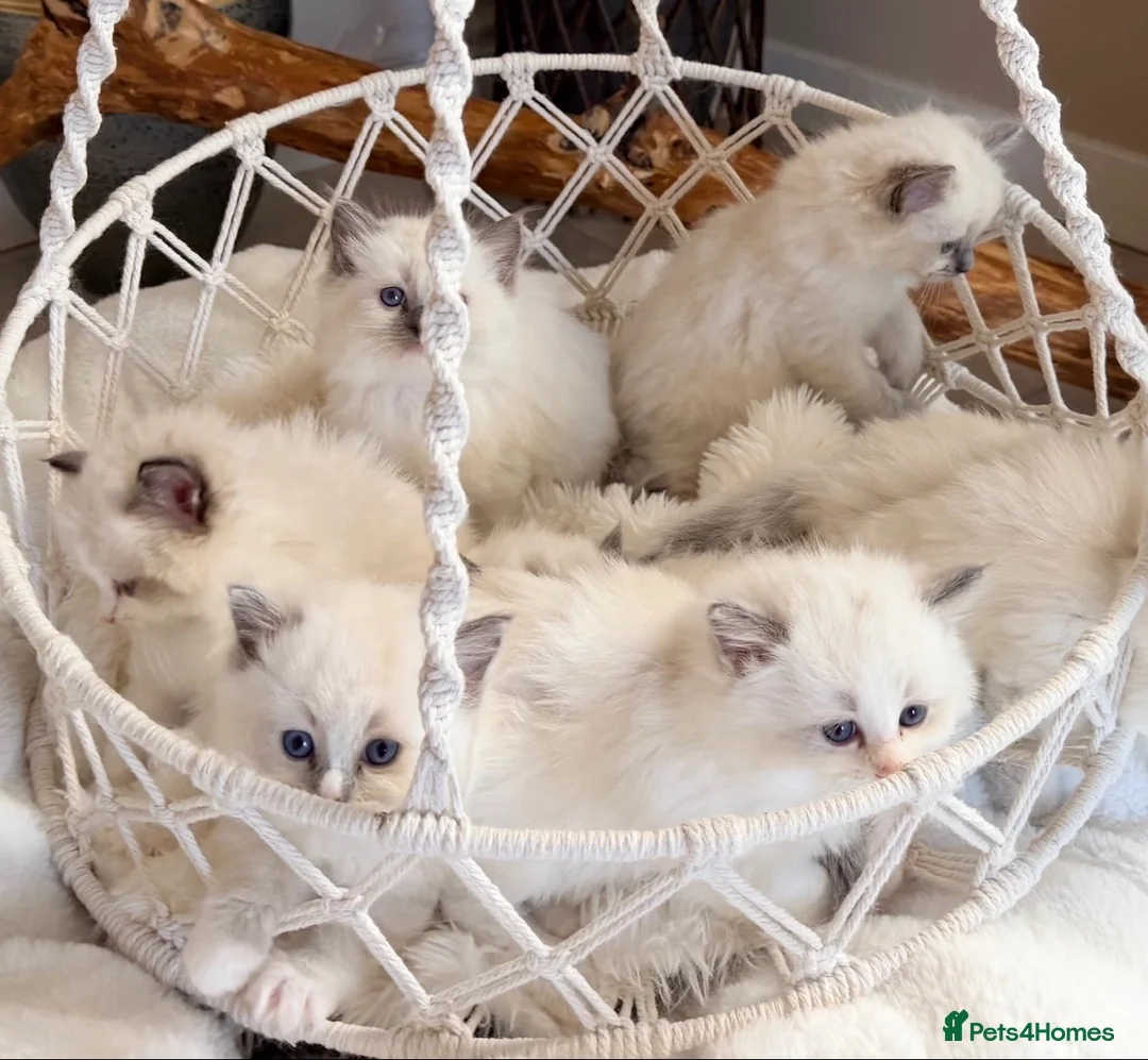 Ragdoll cats for sale: Show quality Ragdoll kittens from champion lines - Advert 1