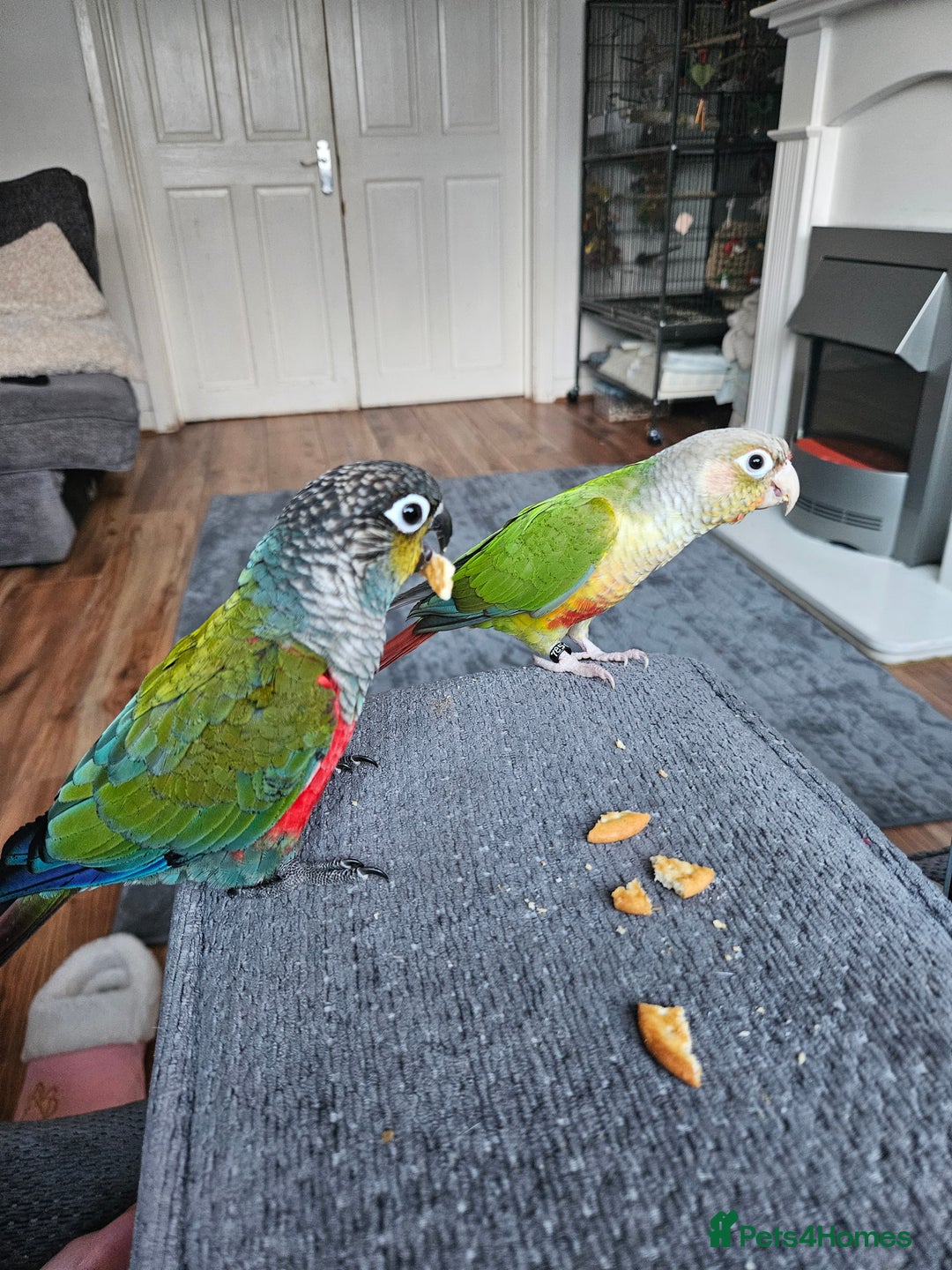 Conures birds for sale: 2 x conure parrots and cage pluc extras - Advert 2