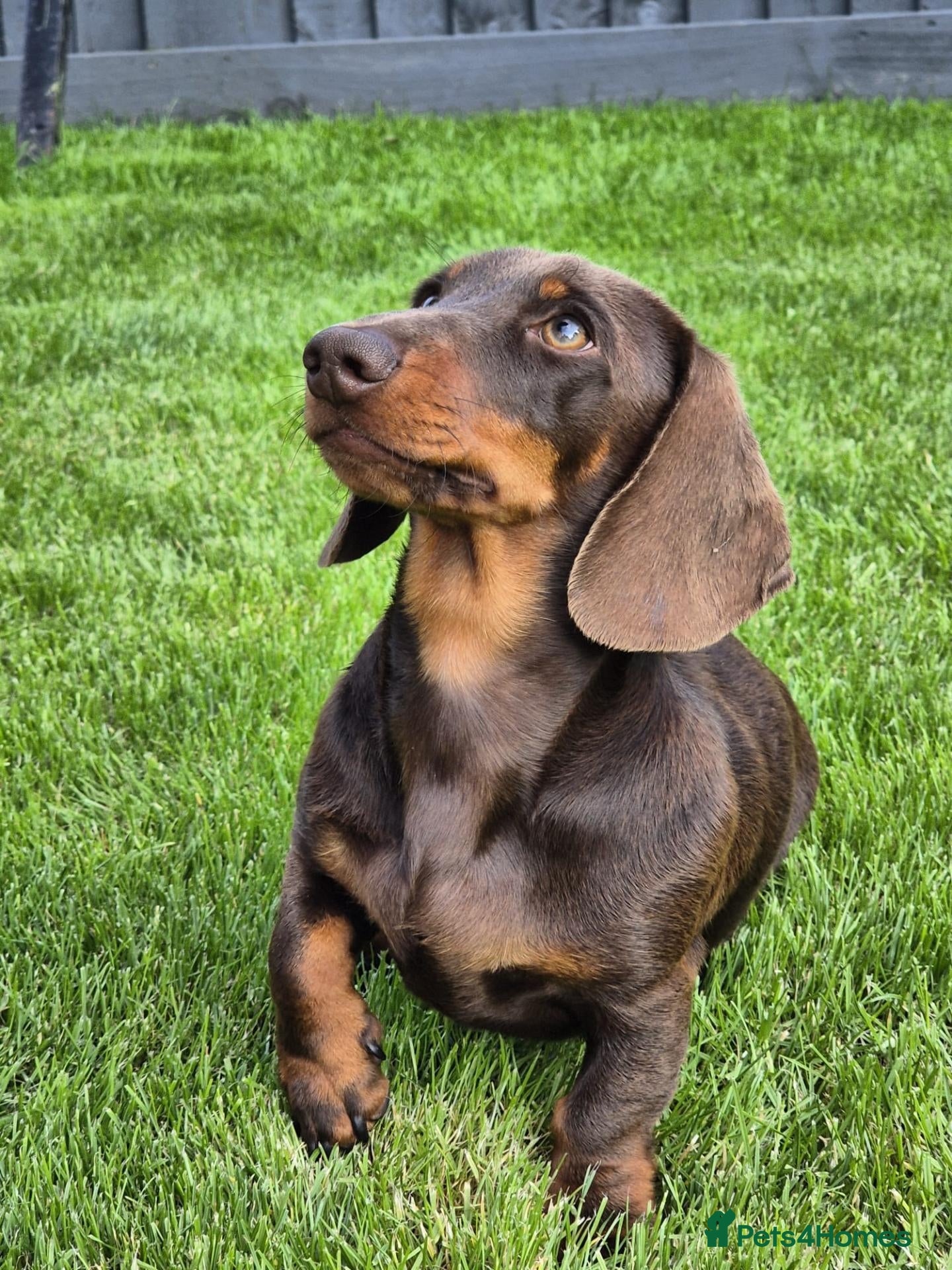 Dachshund dogs Mini dashound for Stud  - Advert 1