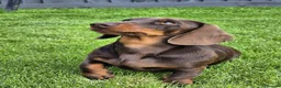 Dachshund dogs for stud: Mini dashound for Stud  - Advert 1
