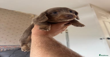 Miniature Dachshund dogs - Advert 6