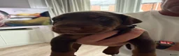 Dobermann dogs for sale: Doberman puppies boys only - Advert 6