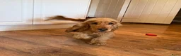Cocker Spaniel dogs for sale: Kc registered Cocker Spaniels fully DNA clear - Advert 10