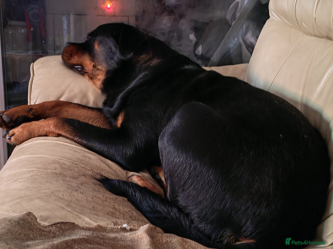 Rottweiler dogs for sale: Beautiful Rottweiler Bitch - Image 7