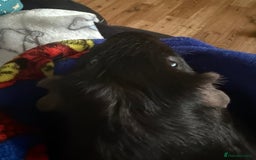 Guinea Pig rodents for sale: Male guinea pig  - Image 4