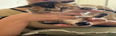 British Shorthair 1
