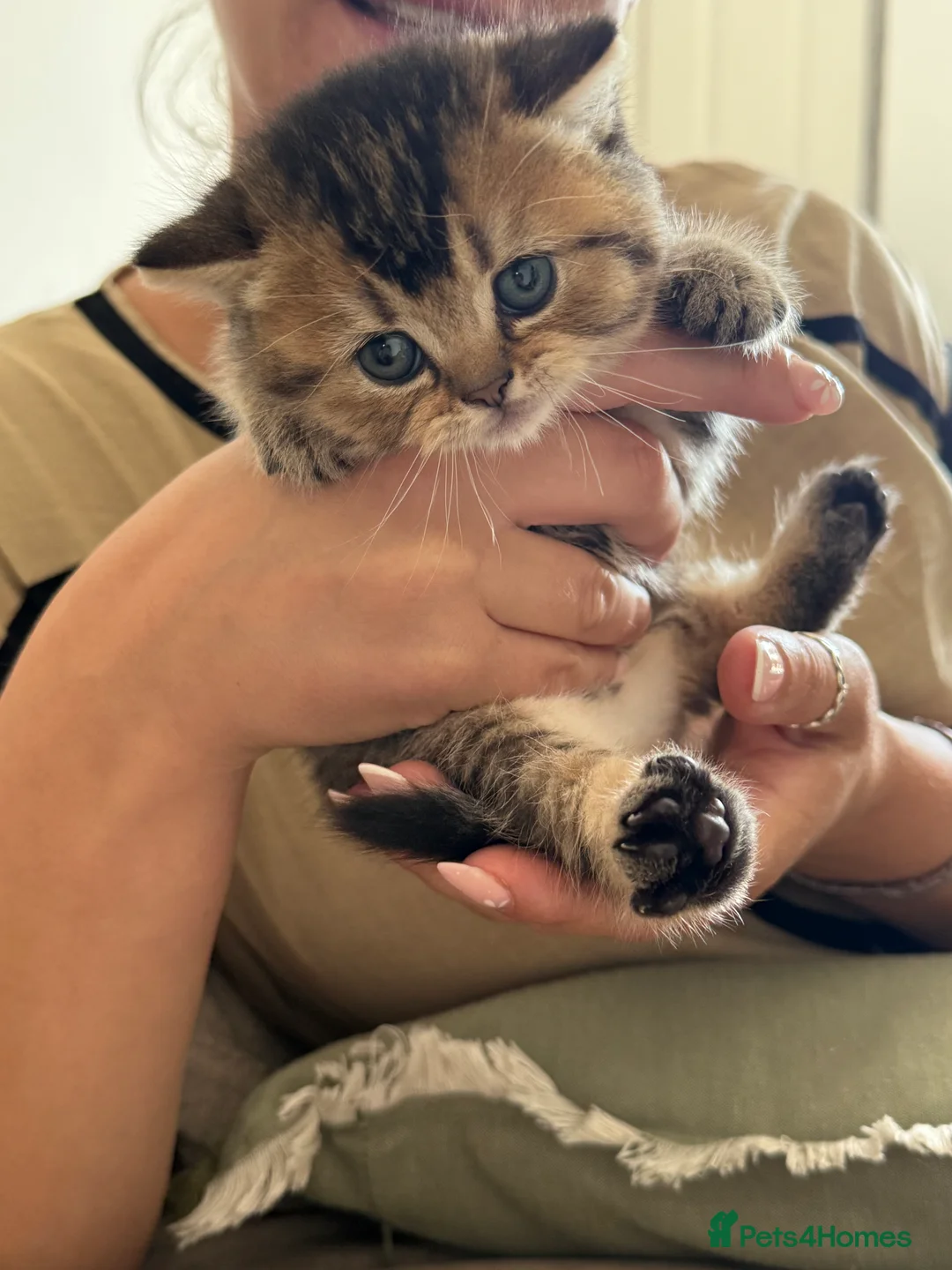 British Shorthair cats for sale: British Shorthair Kittens  - Advert 2