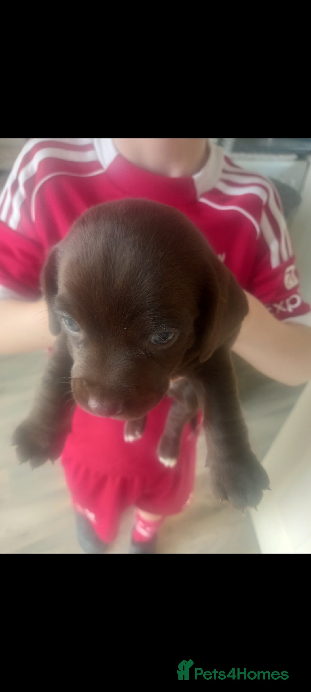 Mixed Breed dogs for sale: Cockerjack puppies - Image 6