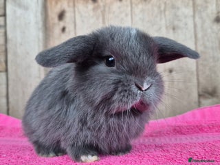 Mini Lop rabbits Mini lop babys ready to reserve - Advert 1