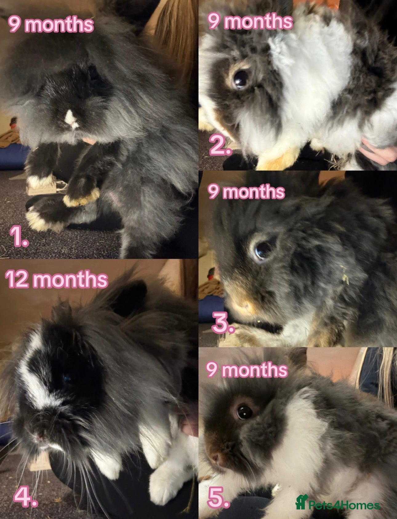 Lionhead rabbits Lionheads - Advert 1