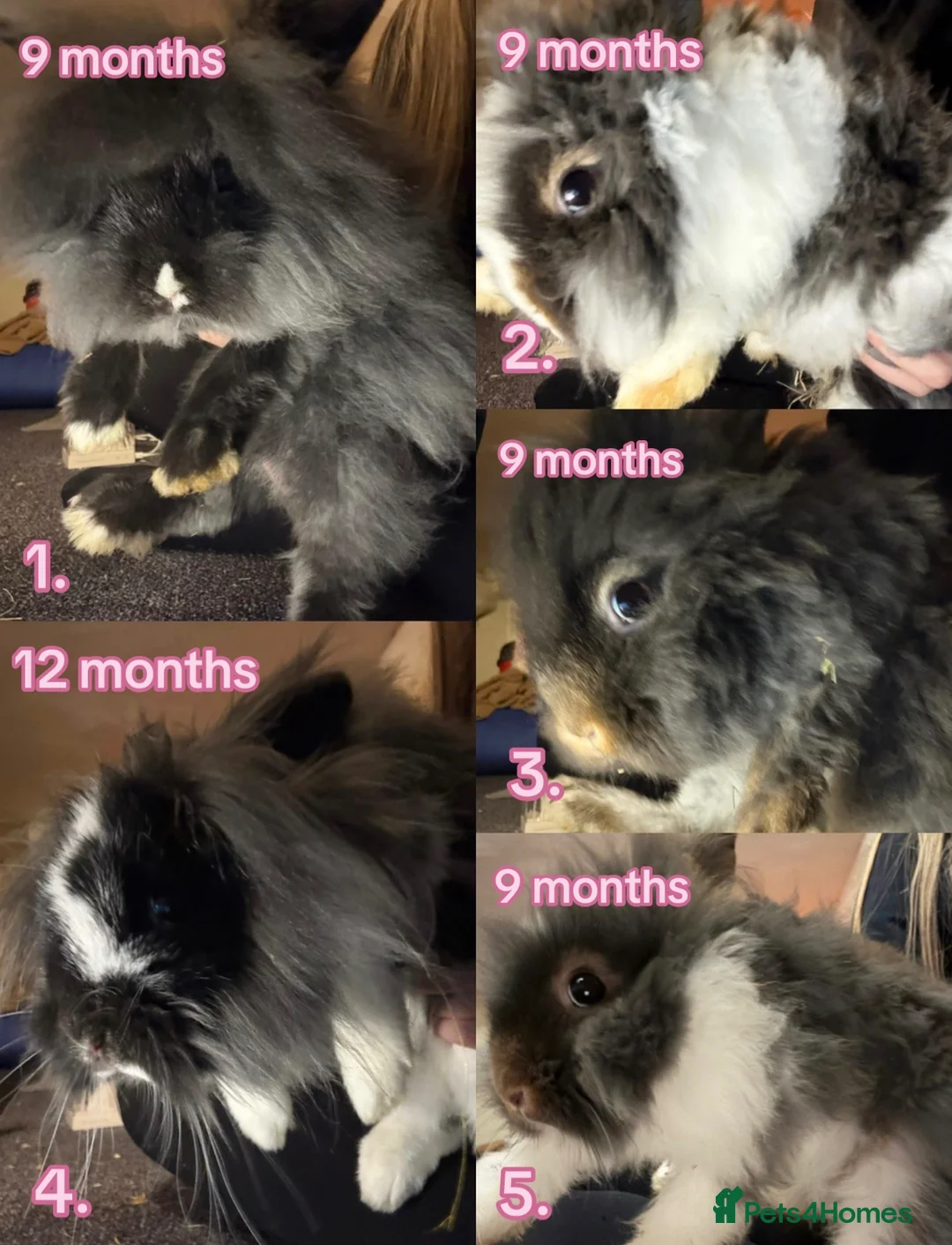 Lionhead rabbits for sale: Lionheads - Advert 1