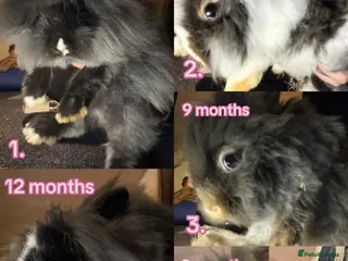 Lionhead rabbits Lionheads - Advert 1