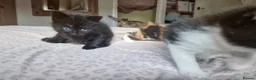 Exotic cats for sale: 2 male exotic cross kittens  - Advert 2