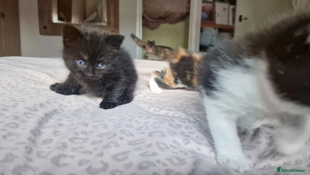 Exotic cats for sale: 2 male exotic cross kittens  - Advert 2