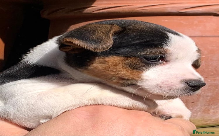 Jack Russell dogs - Advert 1