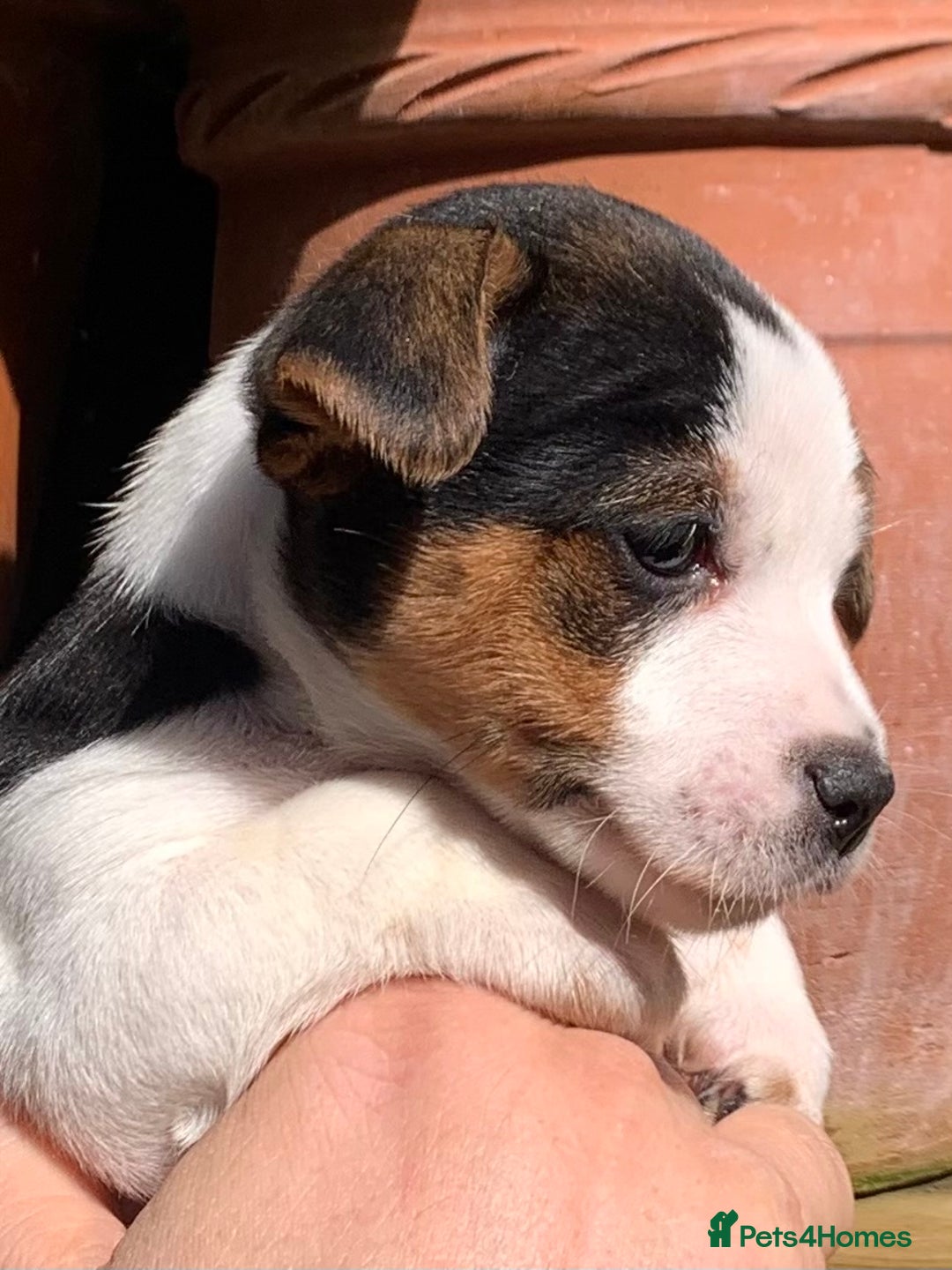 Jack Russell dogs for sale: Jack Russell Pups - Image 1