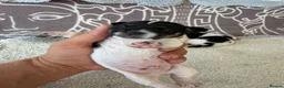 Jack Russell dogs for sale: Short legged Jack russells - Advert 27