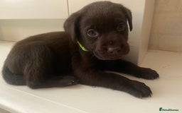 Labrador Retriever dogs for sale: KC registered Labrador pups ready October  - Image 24