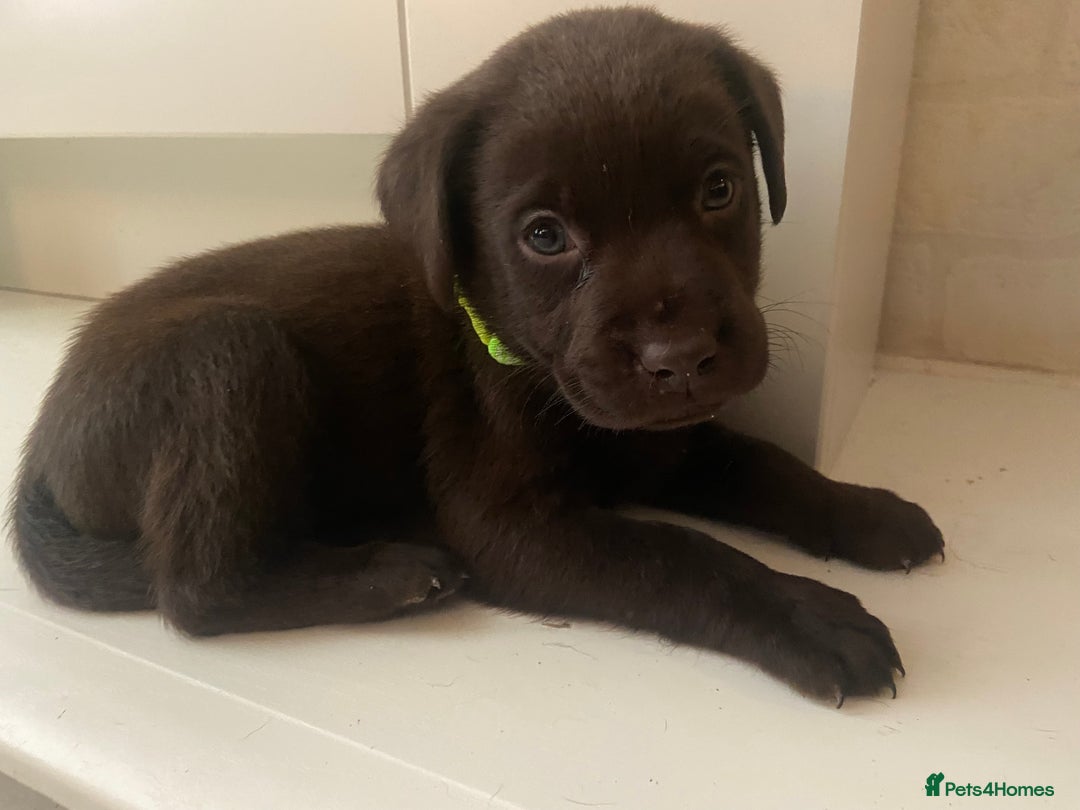 Labrador Retriever dogs for sale: KC registered Labrador pups ready October  - Image 24