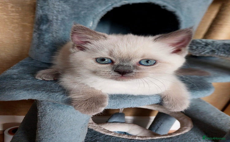 Scottish Fold cats - Advert 1