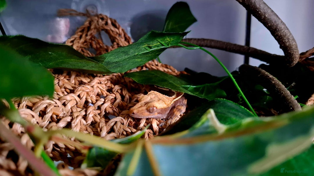Gecko reptiles for sale: Crested Gecko  - Advert 2