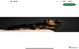 Miniature Dachshund dogs for stud: Pinot & Porter  - Image 6