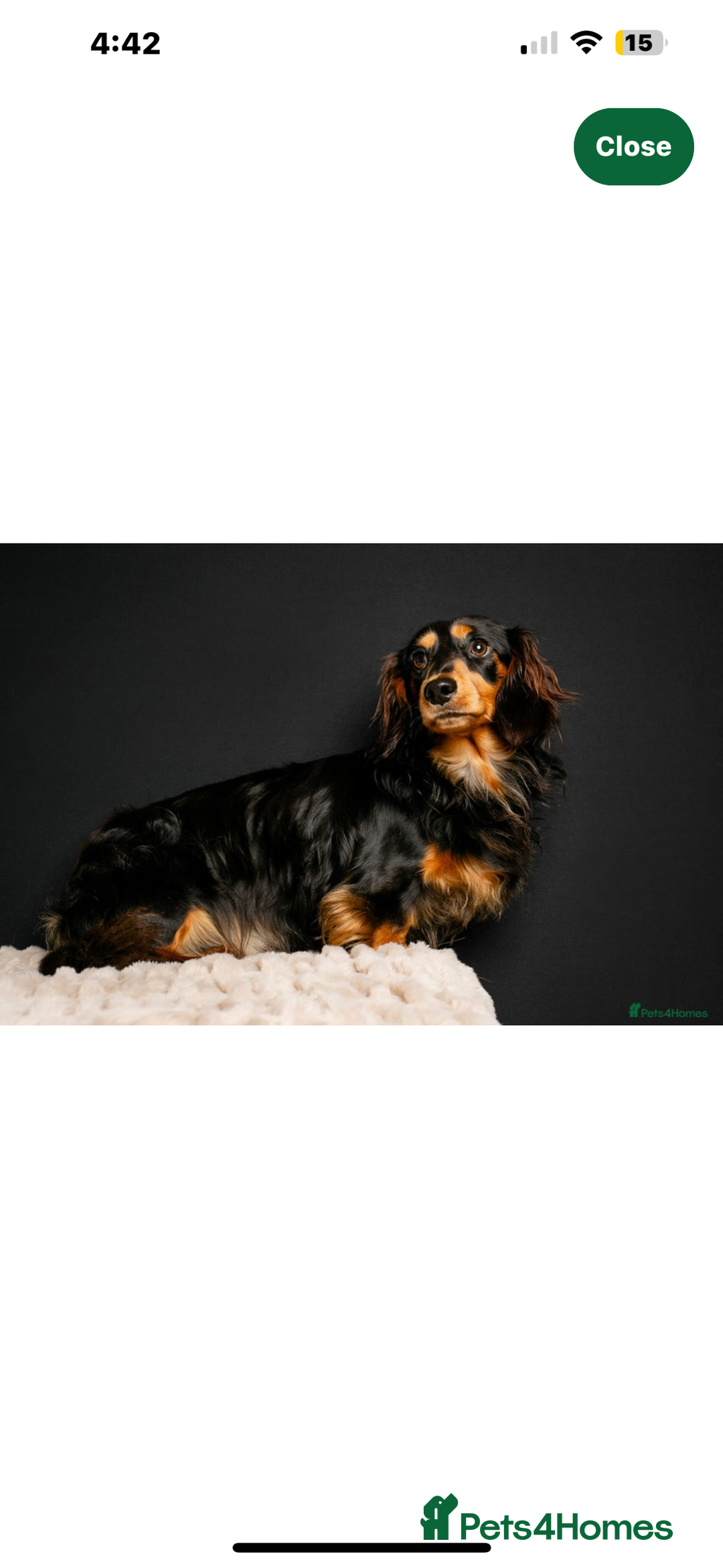 Miniature Dachshund dogs for stud: Pinot & Porter  - Image 6