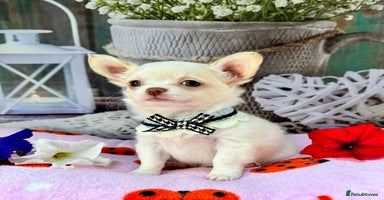 Chihuahua dogs - Advert 6