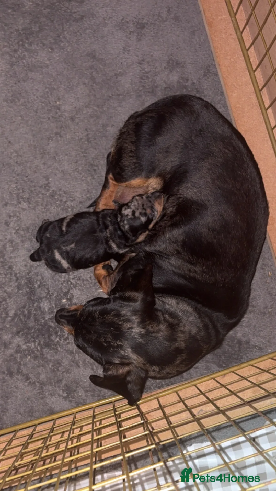 Miniature Dachshund dogs for sale: Miniature Dachshund Puppy in Welshpool - Advert 2