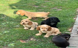 Cocker Spaniel dogs for sale: LAST 3 GIRLS ⭐️⭐️⭐️⭐️⭐️CH BLOODLINES  - Image 2