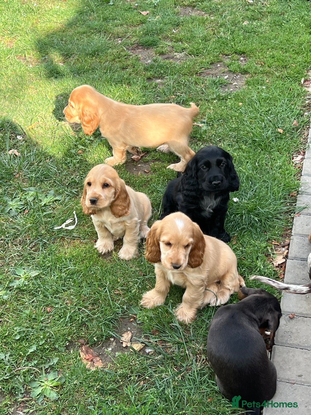 Cocker Spaniel dogs for sale: LAST 3 GIRLS ⭐️⭐️⭐️⭐️⭐️CH BLOODLINES  - Image 2