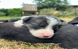 Border Collie dogs for sale: Awesome border collies! - Image 3