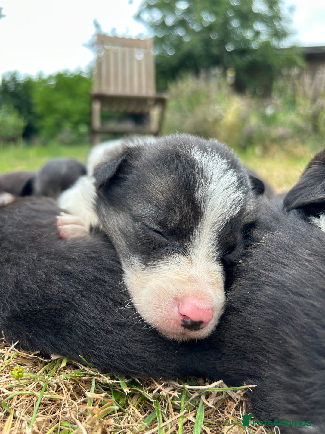 Border Collie dogs for sale: Awesome border collies! - Image 3